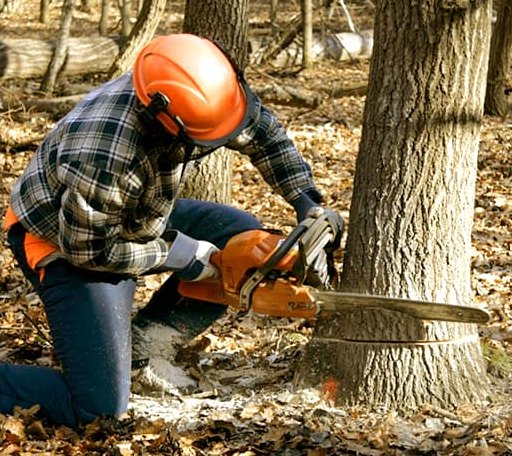 Tree Removal in Martinsville, VA